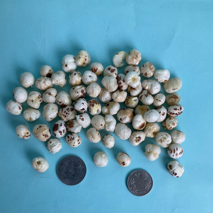 3+ Graded Makhana