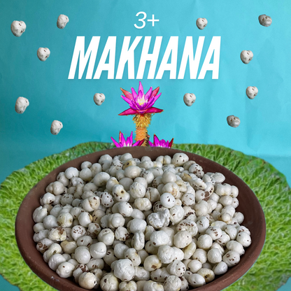 3+ Graded Makhana