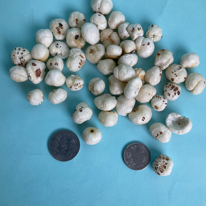 4+ Graded Makhana