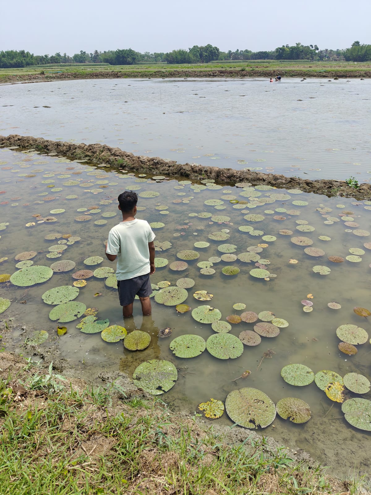 Farm pond photo