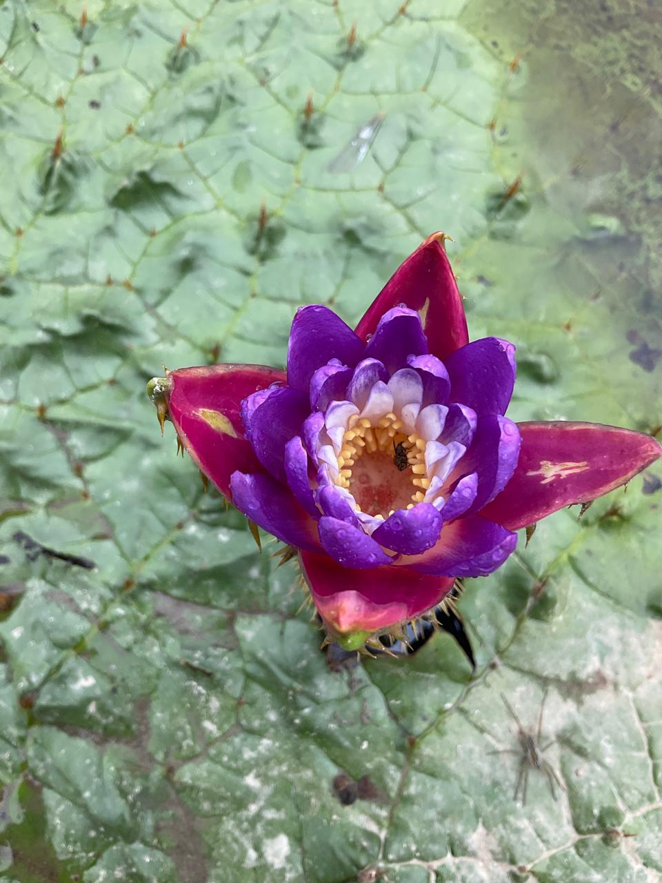Makhan flower photo
